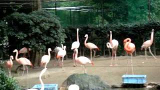 京都市動物園・フラミンゴ