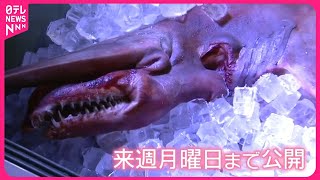 【「悪魔のサメ」】北限記録を“更新”  珍しい深海魚