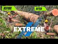 EXTREME JOB ‼️ PENAMPAKAN TEKNIK MEMOTONG KAYU MENGGUNAKAN MESIN CHAINSAW STIHL 070