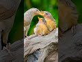 Mother feeding beautiful baby birds nest||Musa plus am||