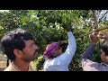 sct vedic _ orange orchard🍊 part 2 lm vedic farm