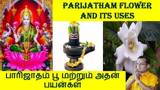 பாரிஜாதம் பூ மற்றும் அதன்  பயன்கள்| parijatham flowers A.S.Mahasree Rajhan