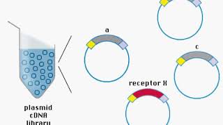 cDNA Library Animation