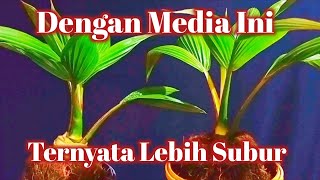 Perawatan Pelepah Bonsai Kelapa Media Sekam @PakdheAgung790 #ab-241 #bonsai #bonsaikelapa