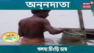 অন্নদাতা | বিজ্ঞানসম্মতভাবে গলদা চিংড়ি চাষ