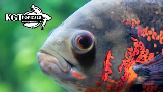 Don't Buy An Oscar Fish Unless You Watch This First!  10 Things You Should Know About Oscar Fish!