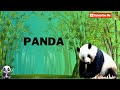 Panda song for kids | Uncle yellow