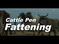 Cattle Pen Fattening IF Ep 3