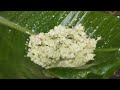 തൈര് തേങ്ങ ചമ്മന്തി 🤤 curd coconut chammanthi kitchen of abhizgirl