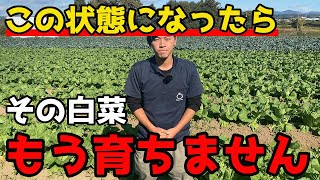 【白菜】追肥しないで！もう成長しない特徴をもつ白菜について紹介します。【家庭菜園】