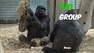 Female  Gorillas playing with each other  While The Silverback is Away | The Ivo Group