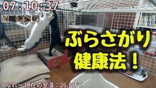 【ねこにう】子猫のぶらさがり健康法っ！