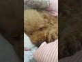 너무 피곤했던 아기강아지 poodle