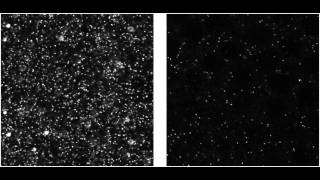 Hunchback mRNA labeled in wild-type Drosophila embryo