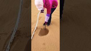 Proper procedure for planting trees on sand in the desert