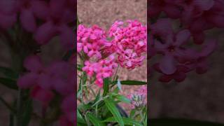 വർഷം മുഴുവൻ പൂക്കൾ Pink Panama ixora flower ## Kerala garden ideas #youtubeshorts #plants