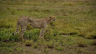 Cheetah Mom Calling Her Cubs Miles Away \u0026 They Heard Her!!!