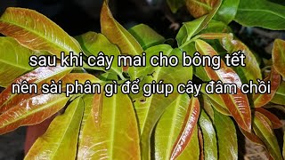 12/1âL/muốn cây mai đâm chồi mạnh!thì nên sử dụng loại phân bón nào?.