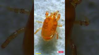 Microscopic Mite JUMPS Out of Insect During Live Recording!