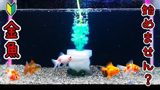 🔰【ゼロから始める金魚飼育】ビギナー向け