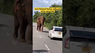 An elephant who likes cars | කාර්වලට කැමති අලියෙක් #trending #shortvideo #adventure #travel #animals