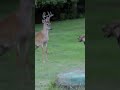 dog try to attack deer