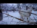 Наши животные козы собаки куры .our animals