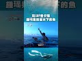 在海上划sup戲水 欣賞蘭嶼的絕美日落～｜上山下海過一夜之極島台灣 shorts 鍾瑶 蘭嶼 sup 水上活動 落日