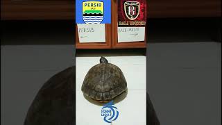 Juara Liga 1 BRI 2022 Bali United Atau Persib Bandung Pilihan Turtle Dolly #Shorts #LigaIndonesia