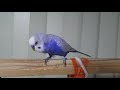 【音量注意】祝！やって来て３年経過のセキセイインコ（オス♂・成鳥１羽）－かごの外に出してみた（３２５）