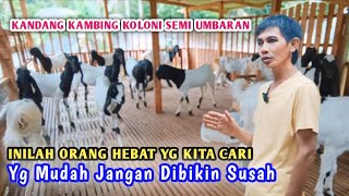 WAUUU....190 EKOR ‼️kandang kambing koloni semi umbaran