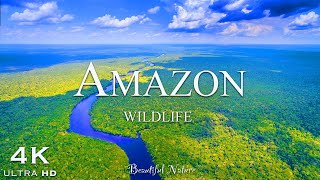 The Beauty of the Amazon Rainforest | Amazon 4K Scenic Wildlife Film | Jungle Sound | Calming music