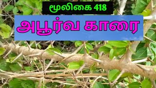 மூன்று முள் காரை | Three thorn canthium | Moondru mul kaarai | அலசல் | Alasal