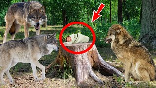 Мачеха бросила ребёнка в лесу, но посмотрите, что сделала стая волков!