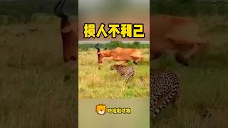 獵豹氣的罵鬣狗：這種損人不利己的事，你也幹？ #animals #嘩啦啦動物 #animal #nature #wildanimals #哗啦啦动物 #wildlife #動物#leopard