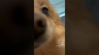 猜猜我是什麼狗狗？超級淡定的博美犬？ #shorts #2023shorts #dog #pomeranian #狗狗 #博美