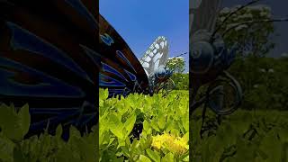 வண்ணத்துப்பூச்சி பூங்கா திருச்சி#butterflypark #nat#trichyupdates #vairalvideo