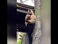 【台灣台北】木柵台北市立動物園，樹懶看起來沒有很緩慢，只是在抓癢 taipei zoo sloth ナマケモノ satwa ＃shorts