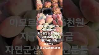 아모르파티. 묵둥이  자연자구 바글바글. 원하신분들 누리영상 봐주세요 구독.좋아유는 사랑이여라 010.2620.2646