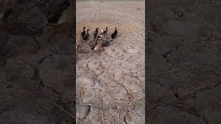 DUCK ARMY Videos Compilation || NEW | Bird And Animal  2024 | P669