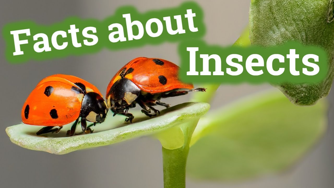 Facts About Insects For Kids | Learning Video - YouTube