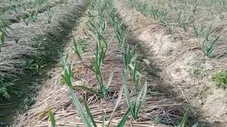 Narc G1 Garlic crop. 50-55 days old Use of mulching for weeds control, all #organic #farming.