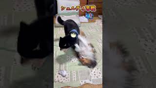 芝犬vsシェルティのじゃれあい