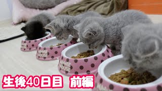 【生後40日目の子猫 前編】尻尾ピーンでピョンピョンバタバタな赤ちゃん猫が可愛過ぎる！＃67