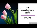 10 Amazing facts about   🌷TULIPS🌷