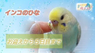 お迎えから５日目まで