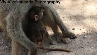 Watch a newborn Baboon cautiously explore the world around it in Kenya in the safety of mum