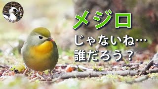 【野鳥観察】冬の公園で野鳥を探す！メジロ色で嘴の赤い小鳥を解説！　Vlog51