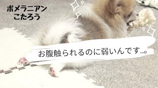 【ポメラニアン】お腹撫でられると気持ちいい！【こたろう】