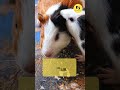 Swiss Piggy Law: Why You Can't Have Just One Guinea Pig 🐹 | Funny Laws